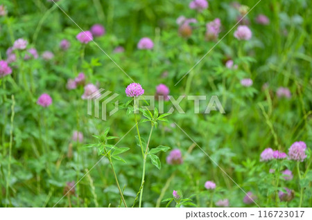 紅花草群落 116723017