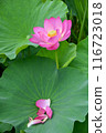 荷花開始落 116723018