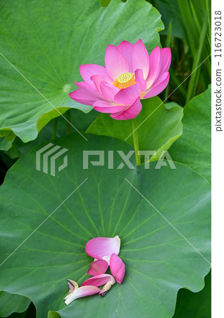 荷花開始落 116723018