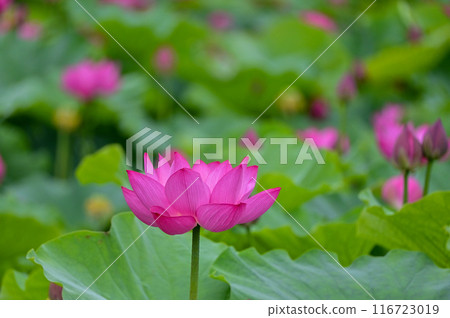 蓮花社區 116723019