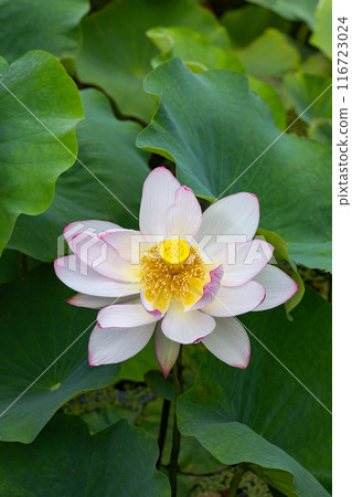 Beautiful white lotus flowers blooming in a pond early in the morning 116723024