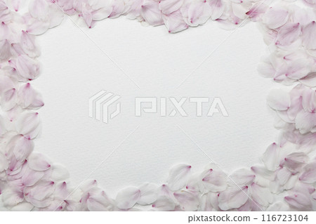 Cherry blossom petals and copy space 116723104
