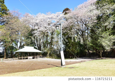 Tsukada Kuruwa ruins and cherry blossoms in full bloom at Shiroyama Park (Gion Castle ruins) in Oyama, Tochigi Prefecture 116723211