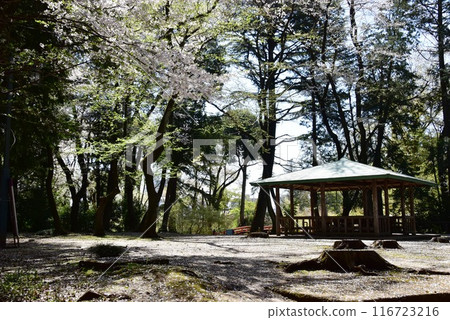 栃木縣小山市、中久和遺址、盛開的櫻花、城山公園的涼亭(祗園城遺址) 栃木縣小山市、中久和遺址、盛開的櫻花、城山公園的涼亭(祗園城遺址) 116723216