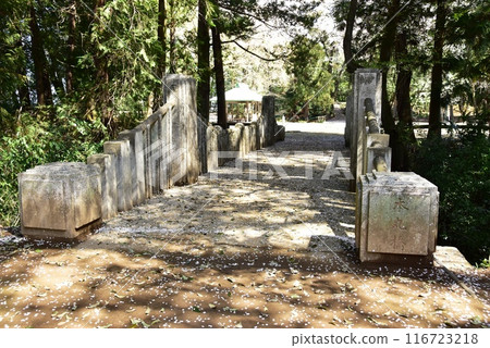 栃木縣小山市城山公園（祗園城跡）的本丸橋和盛開的櫻花 116723218