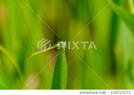 A beautiful lemon-coloured dragonfly catches a large prey 116723271