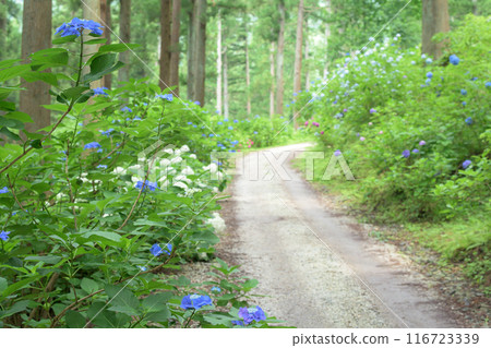 繡球花林 陸奧繡球花園 岩手縣 繡球花林 陸奧繡球花園 岩手縣 116723339