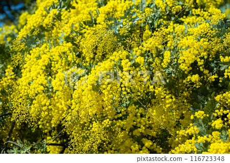 Yellow mimosa flowers that signal the arrival of spring Yellow mimosa flowers that signal the arrival of spring 116723348