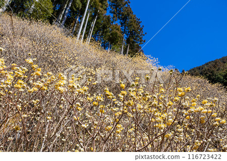 A cluster of Mitsumata flowers blooming in a spring forest A cluster of Mitsumata flowers blooming in a spring forest 116723422