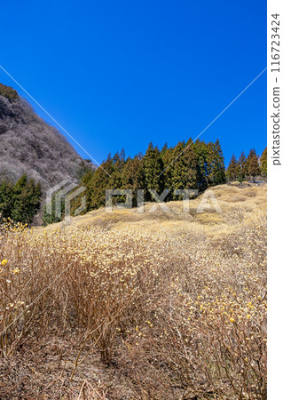 A cluster of Mitsumata flowers blooming in a spring forest A cluster of Mitsumata flowers blooming in a spring forest 116723424