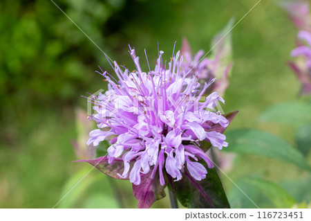 Fragrant Monarda flowers in the garden Fragrant Monarda flowers in the garden 116723451