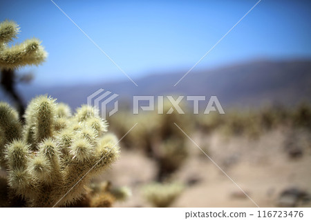 American Landscape - Joshua Tree National Park American Landscape - Joshua Tree National Park 116723476