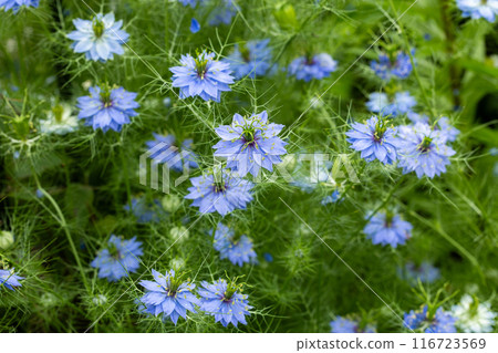 Beautiful nigella flowers blooming in the garden 116723569