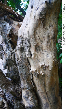 rough surface of tree bark 116723627