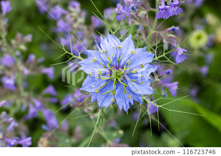 Beautiful nigella flowers and catmint flowers in the garden 116723746