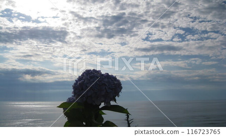 Hydrangeas in full bloom and the Sea of Japan Hydrangeas in full bloom and the Sea of Japan 116723765