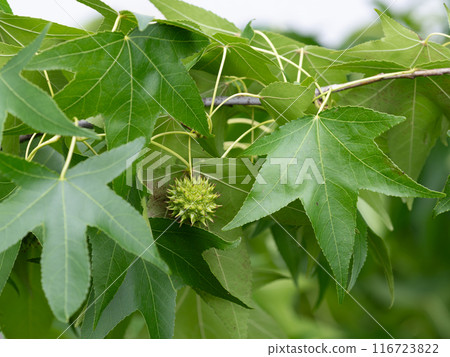 楓葉和未成熟的果實 楓葉和未成熟的果實 116723822