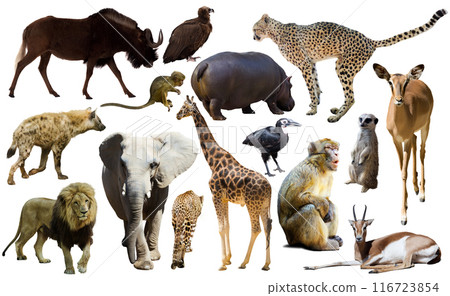 Collage with African mammals and birds Collage with African mammals and birds 116723854