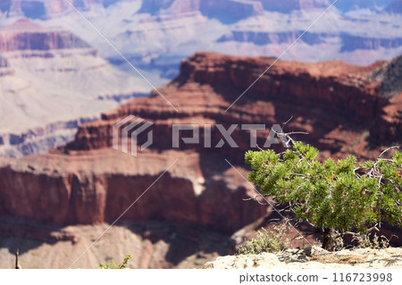 Grand Canyon National Park: The majestic American landscape 116723998