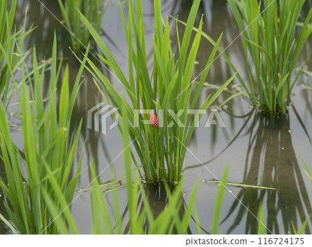 Giant snail eggs laid on rice seedlings Giant snail eggs laid on rice seedlings 116724175