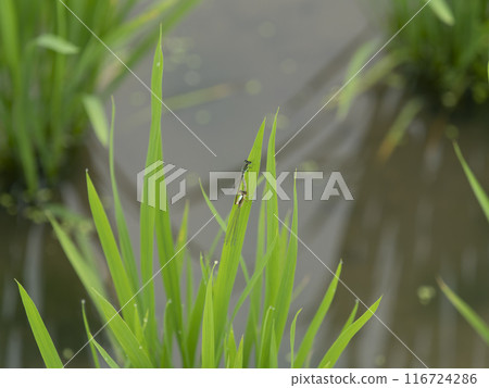 豆娘在稻苗上交配 116724286