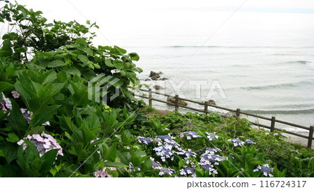 盛開的繡球花和漂浮在日本海中的佐渡島 盛開的繡球花和漂浮在日本海中的佐渡島 116724317