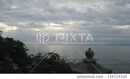 Blooming hydrangeas and Sado Island floating in the Sea of Japan Blooming hydrangeas and Sado Island floating in the Sea of Japan 116724320