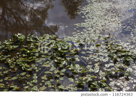 Oita Usa Shrine 116724363