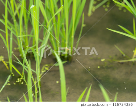 Long-legged spider building a nest in a rice field 116724386