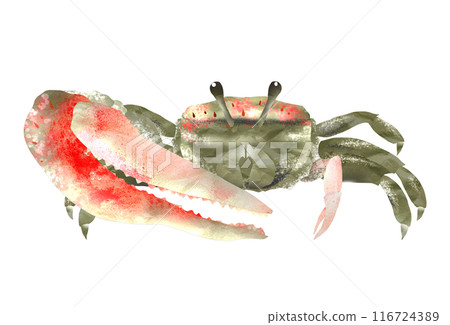 招潮蟹掃過沙灘，用大剪刀招來潮水。 116724389