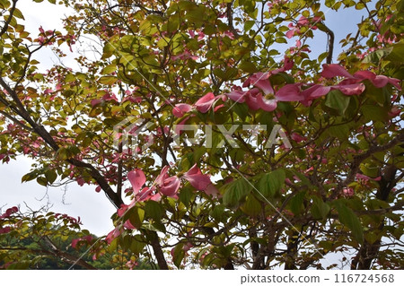 Dogwood in full bloom, Tochigi Dogwood in full bloom, Tochigi 116724568