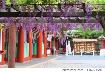 東京日枝神社的紫藤花 東京日枝神社的紫藤花 116724591