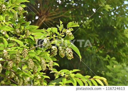 Kaho of Kumashite, Tokyo Kaho of Kumashite, Tokyo 116724613
