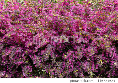 Red flowers of winter hazel blooming on a garden hedge 116724624