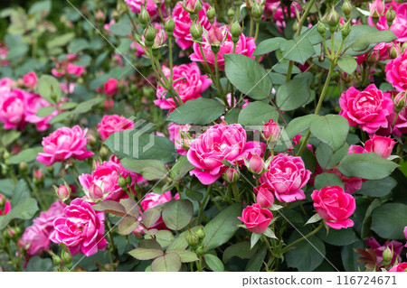 Beautiful pink double knockout flowers blooming in the garden 116724671