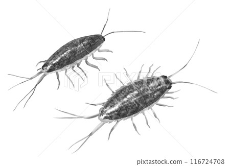 淨化海洋的鯽魚有時會成為魚類的食物,但它不是蟑螂。 淨化海洋的鯽魚有時會成為魚類的食物,但它不是蟑螂。 116724708