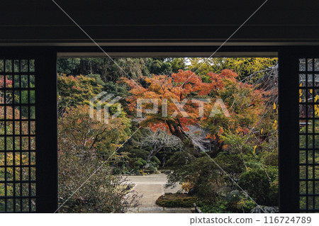 從室內看到的秋葉 116724789