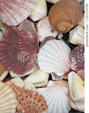各種貝殼 116724790