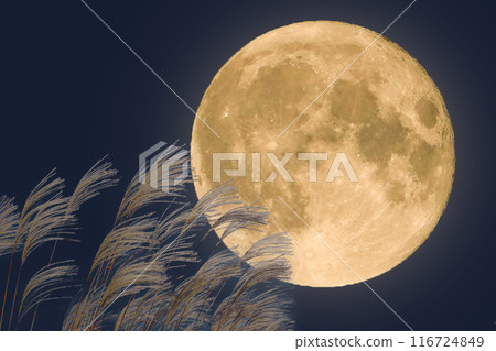 Autumn full moon night and silver grass ears | Full moon image 116724849