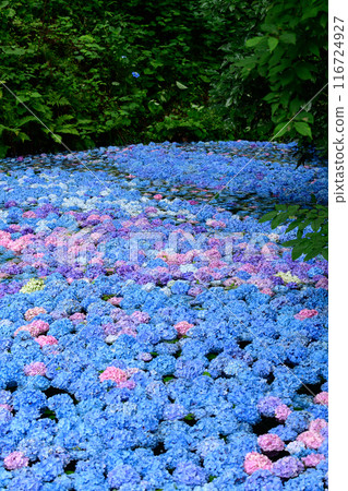 岩手縣陸奧繡球花園，繡球花覆蓋的森林中的池塘 116724927