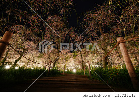 名花之裡 夜垂梅 116725112