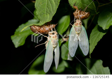 The emergence of brown cicadas at night in the forest The emergence of brown cicadas at night in the forest 116725145