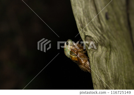 The emergence of brown cicadas at night in the forest 116725149