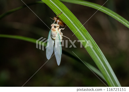 The emergence of brown cicadas at night in the forest 116725151