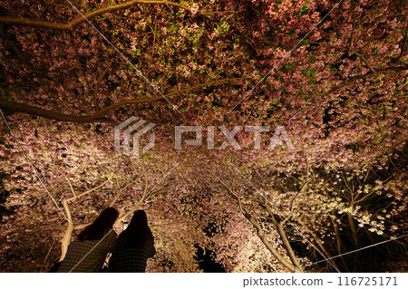 名花之里河津櫻花點燈 116725171