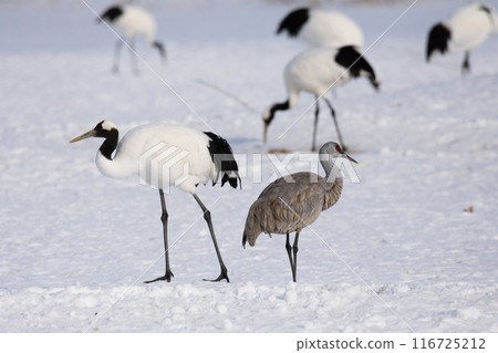 Sandhill cranes spending midwinter with red-crowned cranes Sandhill cranes spending midwinter with red-crowned cranes 116725212