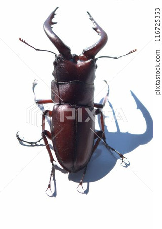 Saw toothbrush 116725353