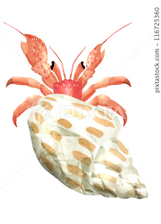 上面的插圖是一隻可愛的寄居蟹 116725360