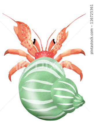 Illustration of a cute hermit crab renting a snail shell Illustration of a cute hermit crab renting a snail shell 116725361