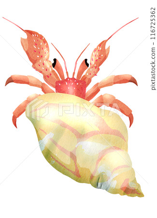 上面的插圖是沙灘上一隻可愛的生物寄居蟹 上面的插圖是沙灘上一隻可愛的生物寄居蟹 116725362